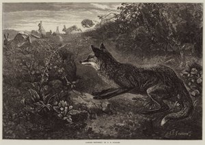 Gestörte Tollerei